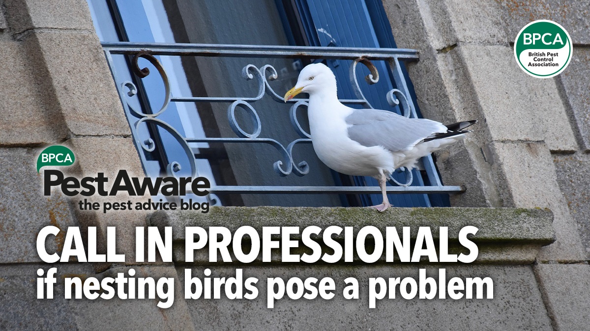 callprofessionalsnuisancebirds